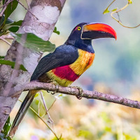 Fiery-billed Aracari